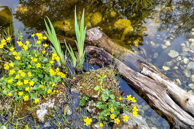 20. April 2019 - an unserem Vorgarten-Biotop blühen die Sumpf-Dotterblumen